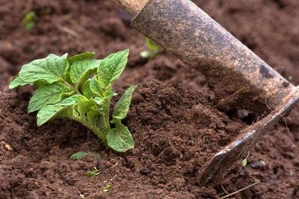 种植土豆的方法步骤