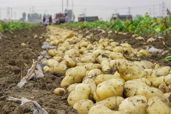 土豆产量每亩多少斤，附种植方法