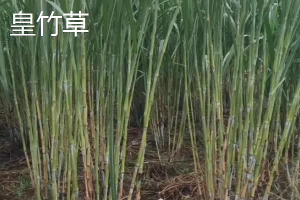 巨菌草和皇竹草的照片图片