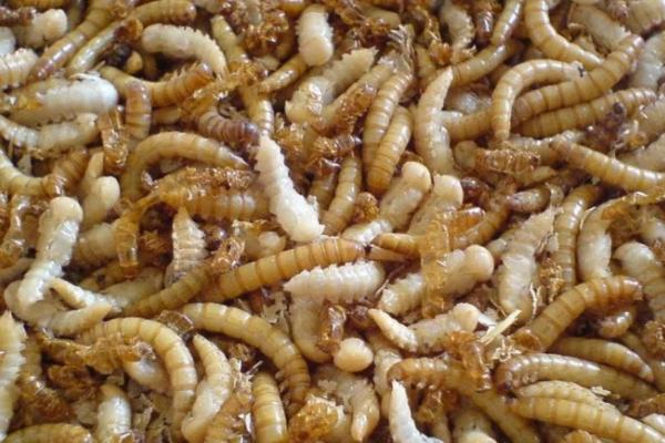 养殖蛋白虫的风险在哪里，蛋白虫是黄粉虫吗