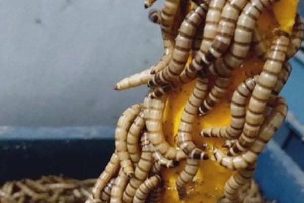 养殖蛋白虫的风险在哪里，蛋白虫是黄粉虫吗