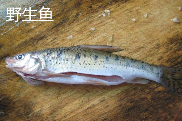 野生鱼和养殖鱼的区别