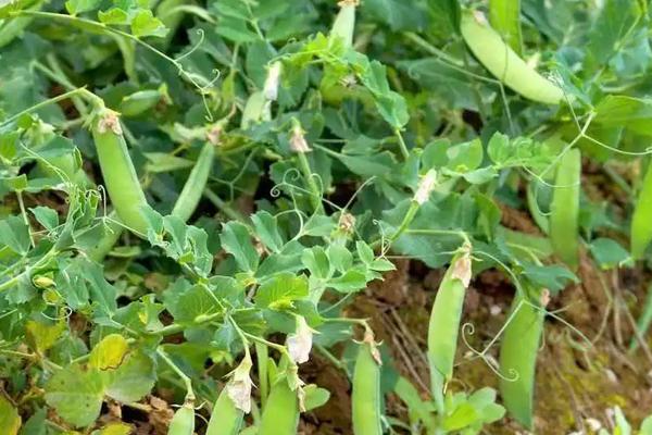 豌豆种植技术与管理，种植多久可以采收