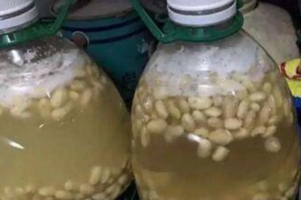 黄豆发酵后是磷钾肥吗,黄豆发酵做肥料的步骤