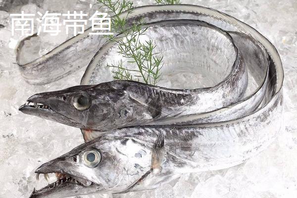 东海带鱼与南海带鱼的区别