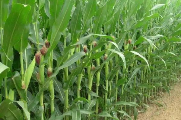 玉米种植技术与管理施肥