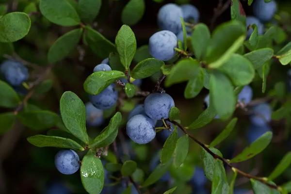 蓝莓亩产量一般多少斤左右，附种植方法