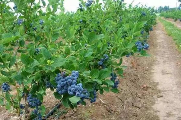 蓝莓亩产量一般多少斤左右，附种植方法