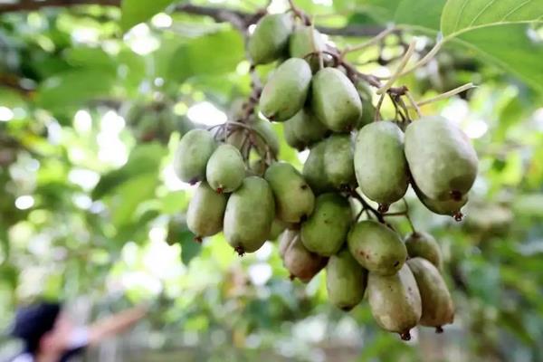 软枣猕猴桃的缺点，附种植方法