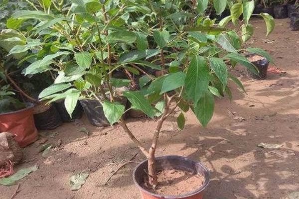 软枣猕猴桃一亩地种多少棵，附种植方法