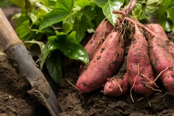 红薯种植技术，种多久可以收获