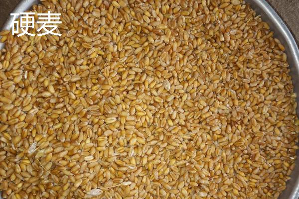 小麦按照硬度分别为哪几种