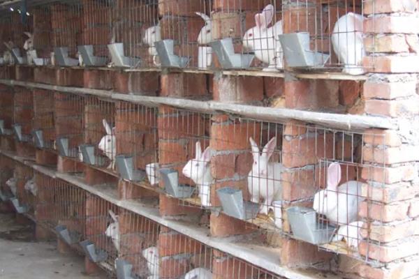 兔舍怎么建造最实用，附养殖方法