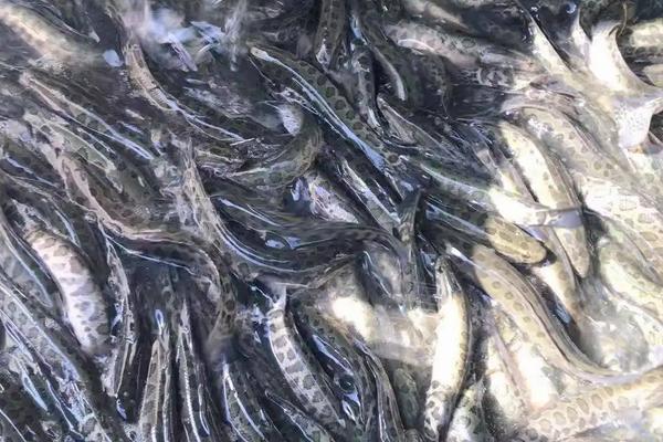 野生黑鱼和养殖黑鱼的区别，黑鱼养殖方法