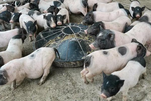 巴马香猪养殖技术，最大能养多少斤？怎么找销路？