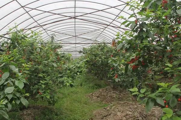 大棚樱桃温度和湿度管理，附种植方法