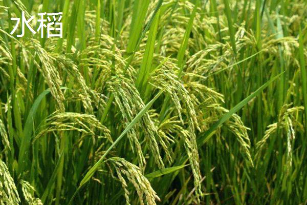 小麦和稻谷的区别
