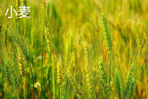 小麦和水稻的区别