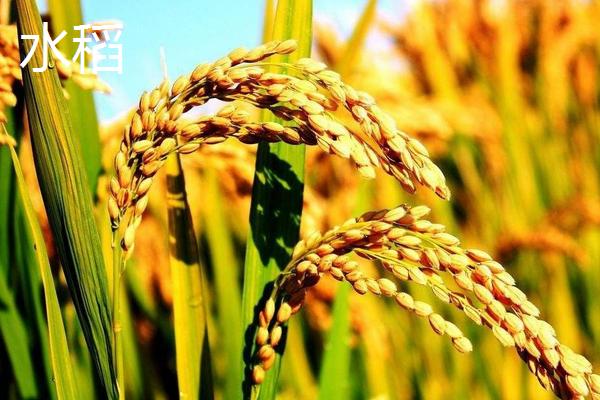 水稻和粟的区别