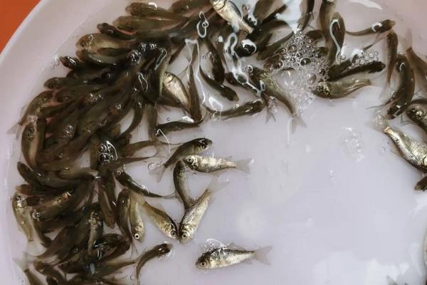 鲫鱼在脏水里能活吗，附养殖方法