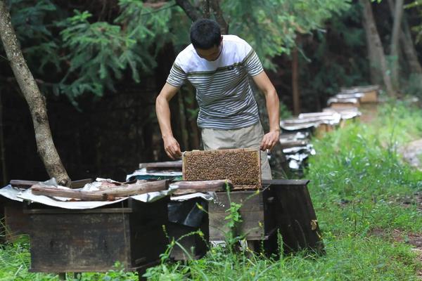 胡蜂是什么蜂，附养殖方法