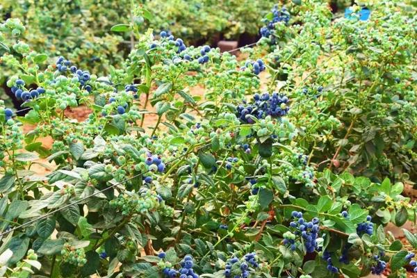蓝莓是长在哪里的，附种植方法