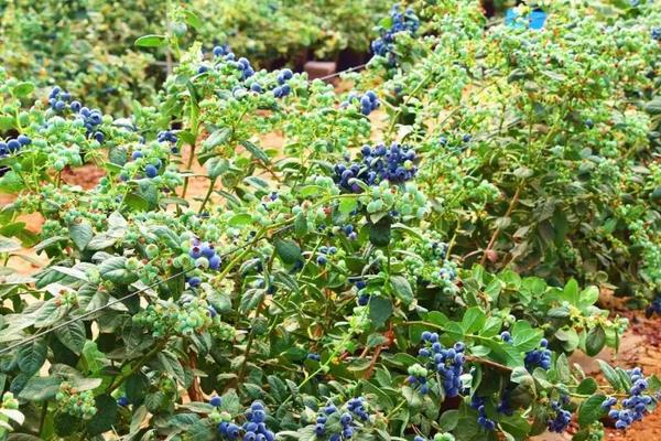 蓝莓适合盆栽还是地栽，附种植方法和注意事项