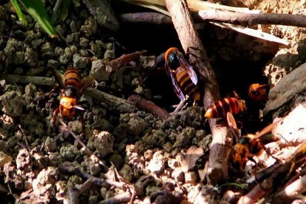 虎头蜂咬了怎么处理，附养殖方法和注意事项
