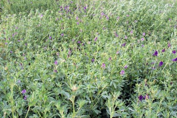 紫花苜蓿牧草的优缺点，附种植方法和时间