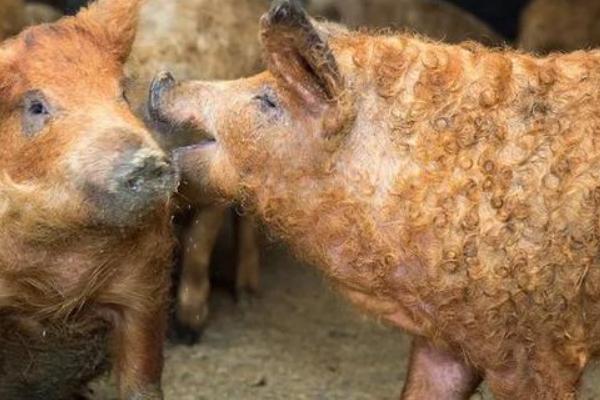 中国有绵羊猪种吗，绵羊猪是怎么来的