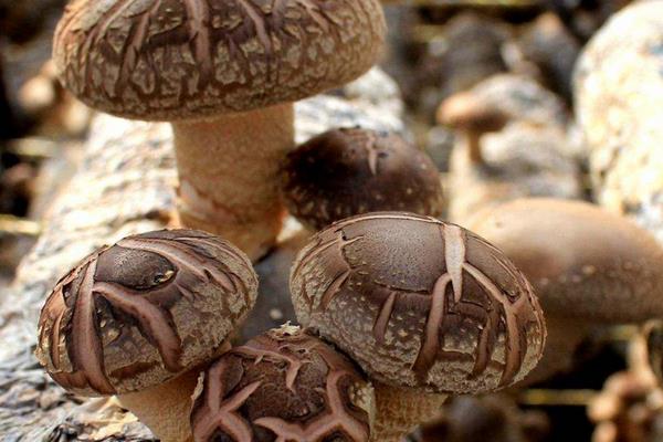 蘑菇是什么生殖，附种植方法