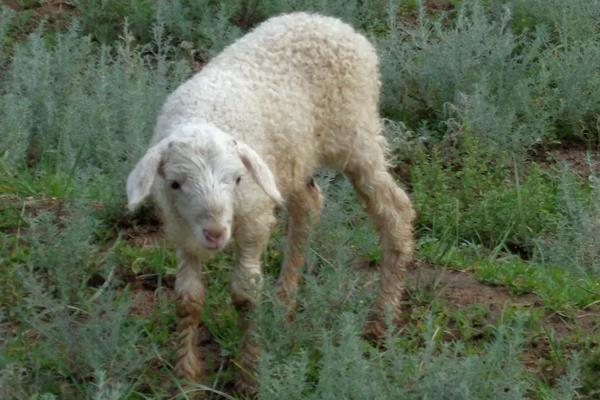 小羊几个月长到40斤，附养殖方法