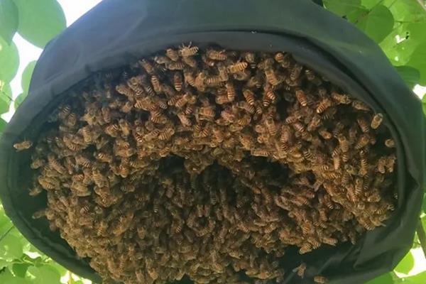 胡蜂是什么蜂，附养殖方法