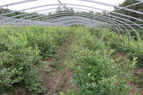蓝莓在南方可以种植吗，附种植方法