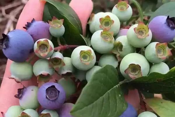 蓝莓在南方可以种植吗，附种植方法