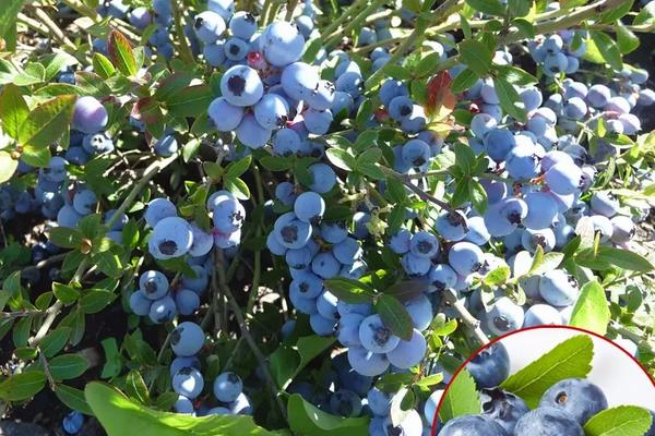 蓝丰蓝莓的特点，附蓝莓的种植方法