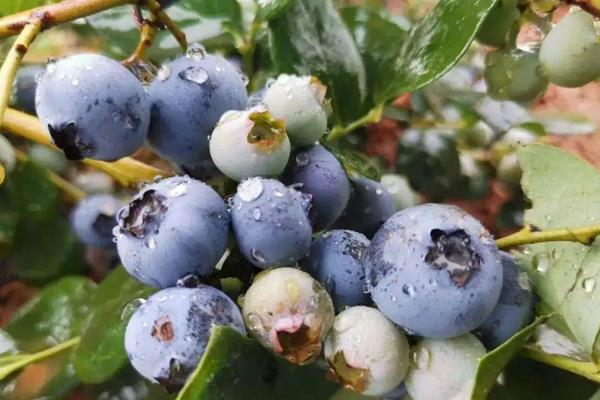 蓝莓北方能种植吗，附种植方法