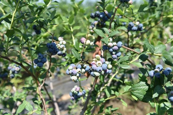 蓝丰蓝莓的特点，附蓝莓的种植方法