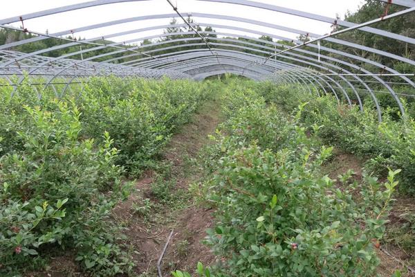 蓝莓适合在哪里种植，附种植方法