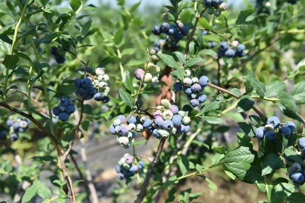 蓝莓适宜生长的土壤环境PH值，附种植方法