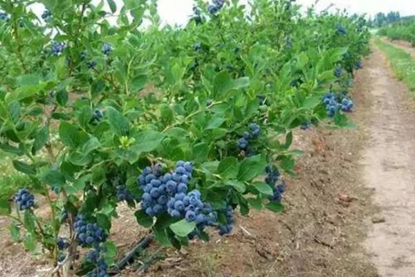蓝莓种植方法与管理技术，适合哪些地区种植