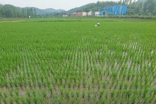 水稻种植技术与管理，杂交水稻适合在哪里种植