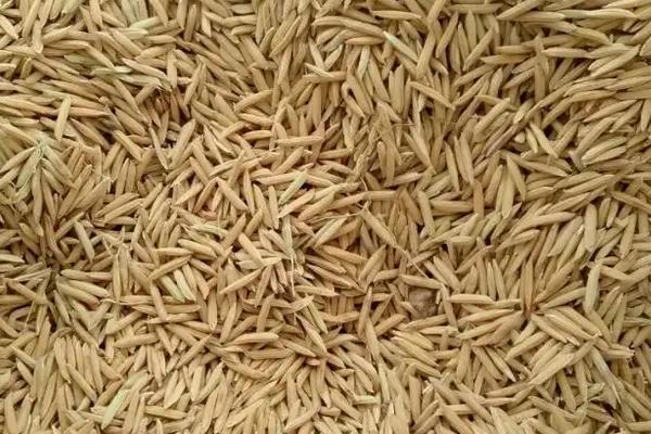 水稻种植技术与管理，杂交水稻适合在哪里种植
