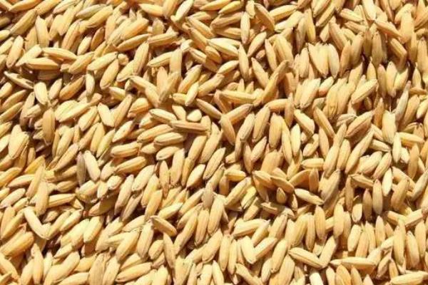 一斤谷子出多少米，附种植方法