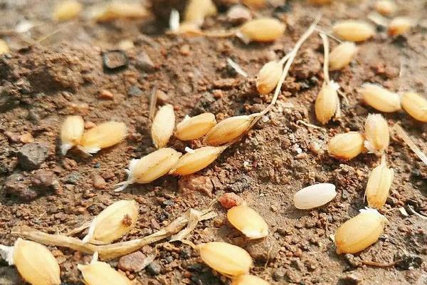一斤谷子出多少米，附种植方法