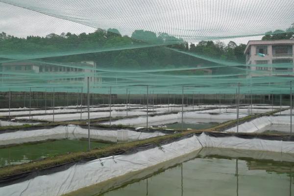 本地泥鳅养殖技术，养殖基地需要什么条件