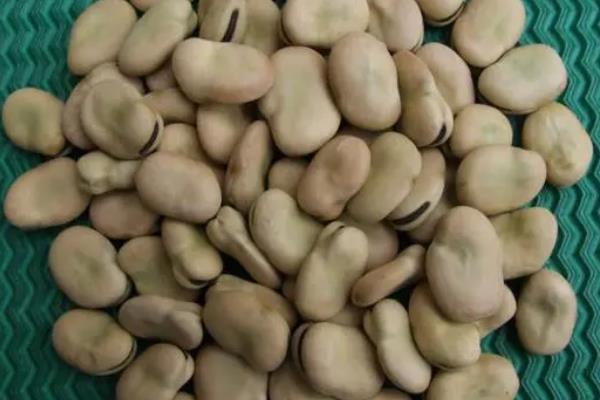 蚕豆啥时候种比较好，附种植方法