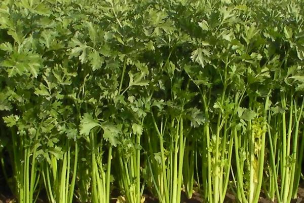 芹菜适宜生长温度是多少，附种植方法和管理方法