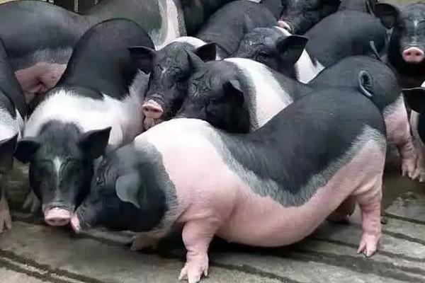 香猪能长到200多斤吗，香猪是什么猪
