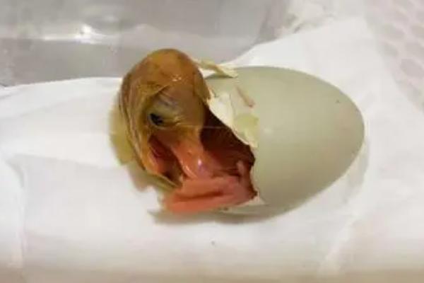 孵化番鸭1到28天照蛋图图片